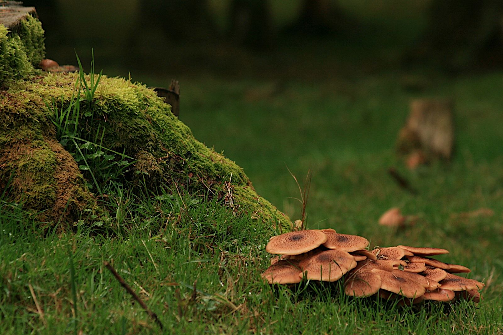 Environnement-Champignons