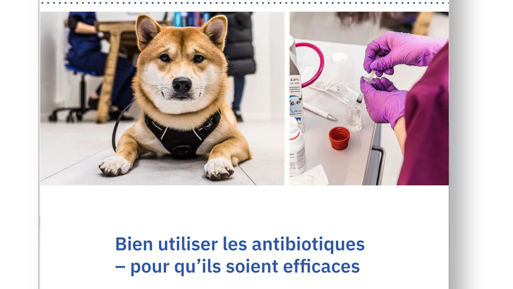 Bien utiliser les antibiotiques pour qu'ils soient efficaces